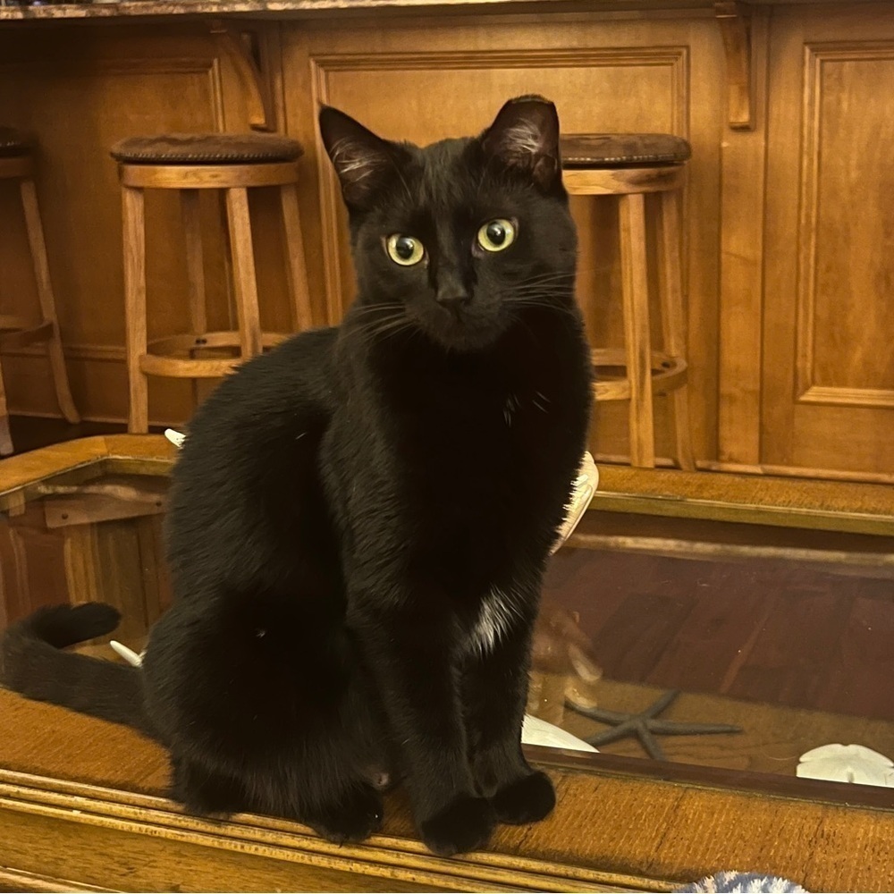 Cat Friendly & Smoke Free. My cats don’t have access to any of my Poshmark items